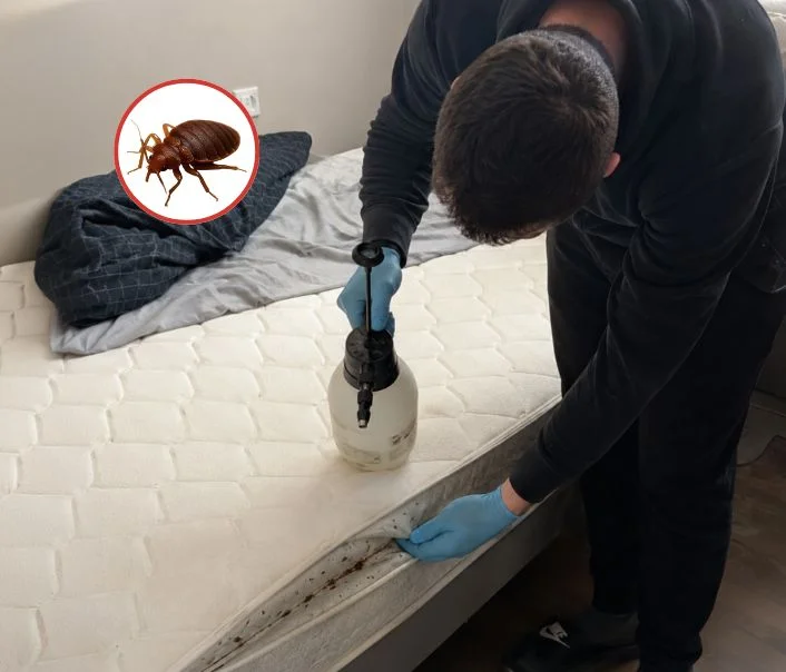 Technicien traitant un matelas contre les punaises de lit à Livilliers